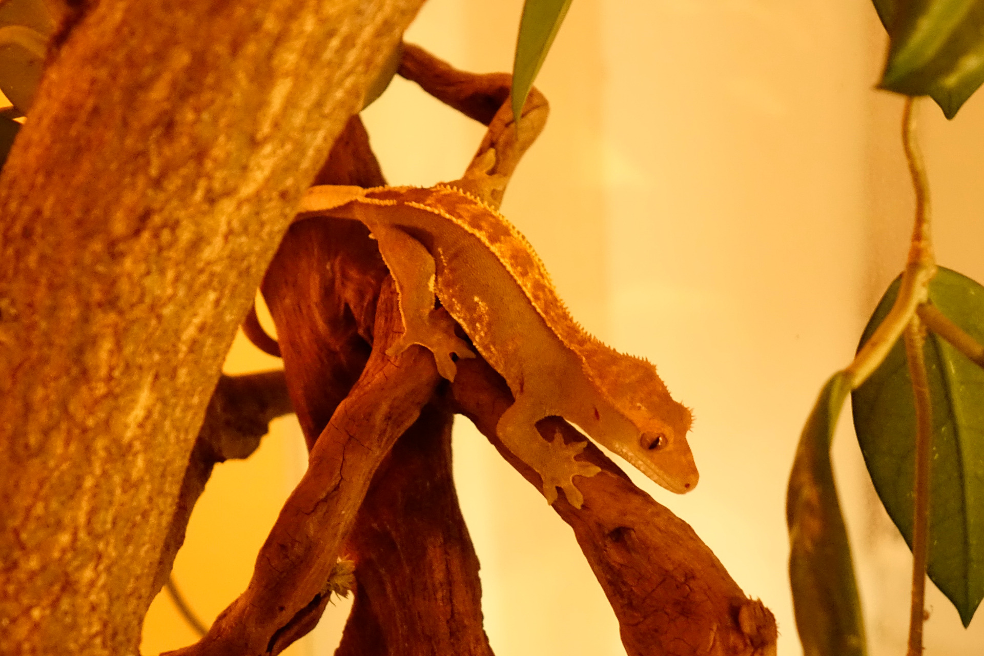 pagekon řasnatý (focen v noci za lovu)