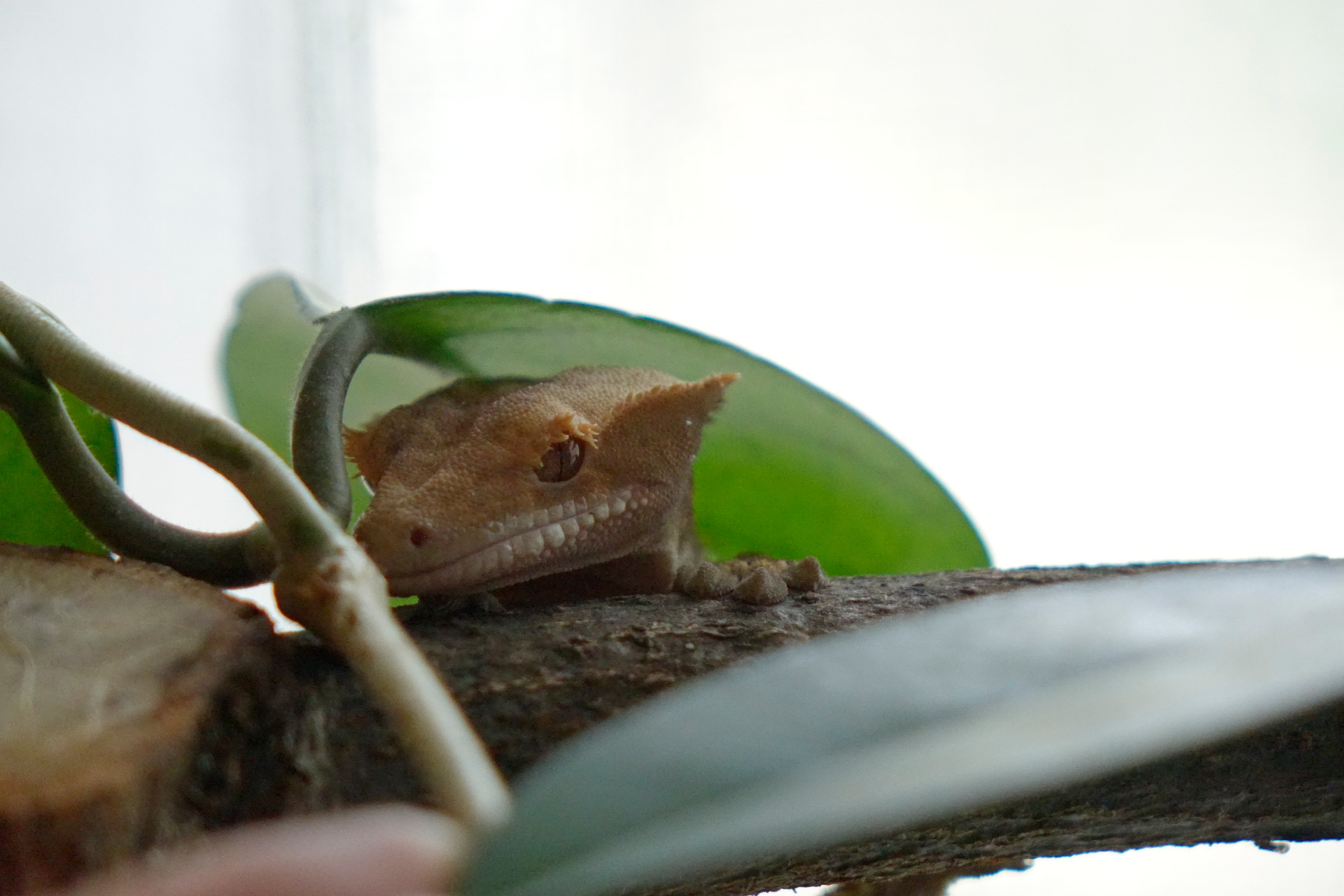 pagekon odpočívající na větvy