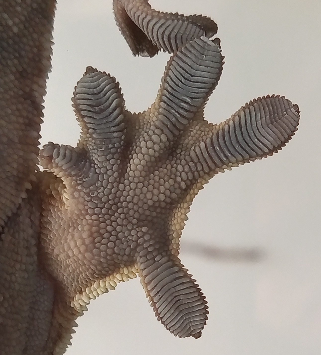 Noha Pagekona řasnateho